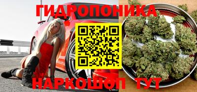 стаф Кингисепп